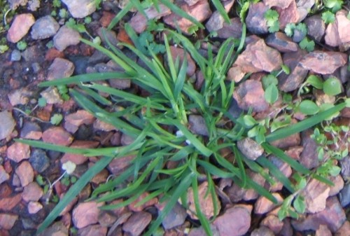 goosegrass 1