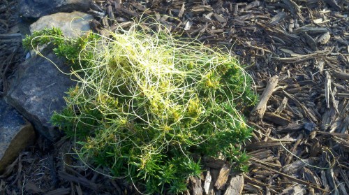 dodder on phlox