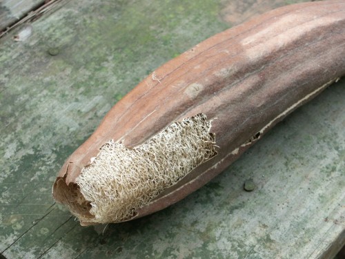 luffa 2