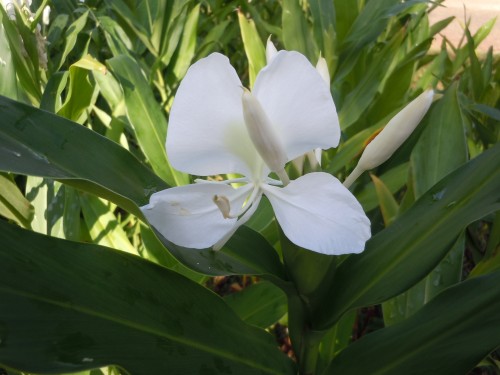 butterfly ginger