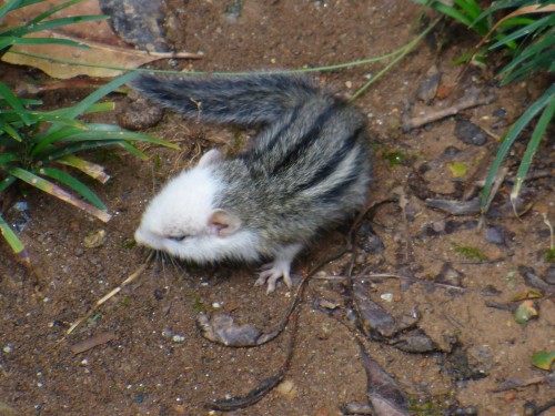 partial albinism in chipmunk