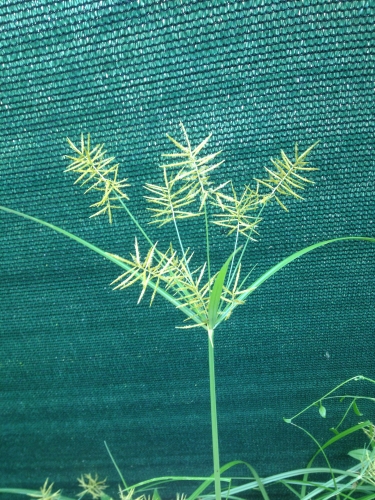 nutsedge 3 (2)