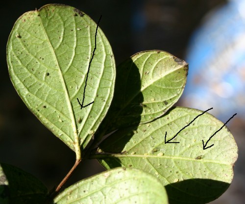 crapemyrtle aphids