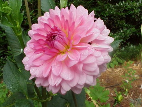 dahlia