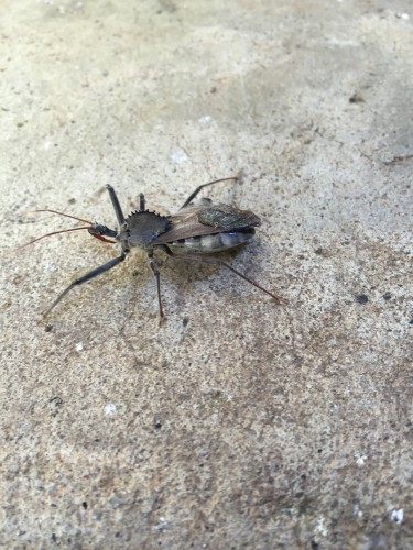 wheel bug