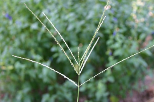 crabgrass seedhead 2