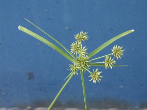 nutsedge