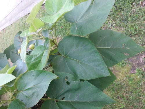 paulownia mature leaf