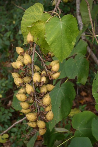 paulownia seeds