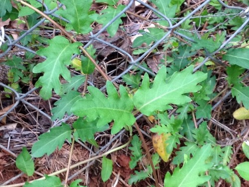 juvenile honeysuckle leaves