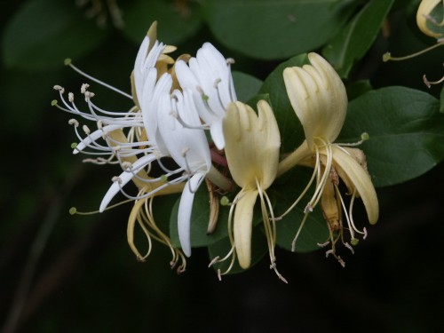 honeysuckle flower 1