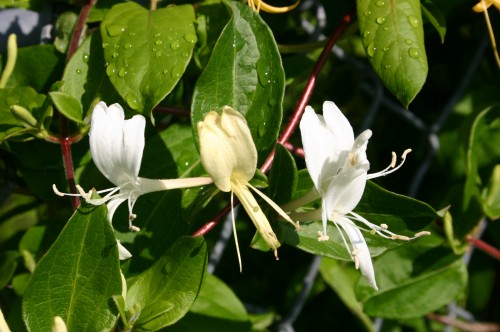 honeysuckle flower 2