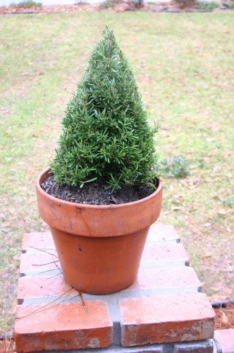 rosemary in pot