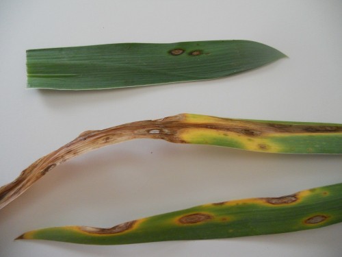 iris leaf spot