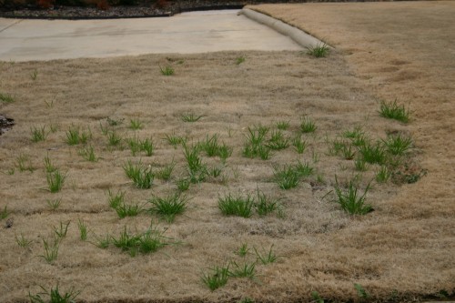 weeds in bermuda