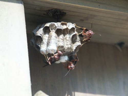 paper wasp