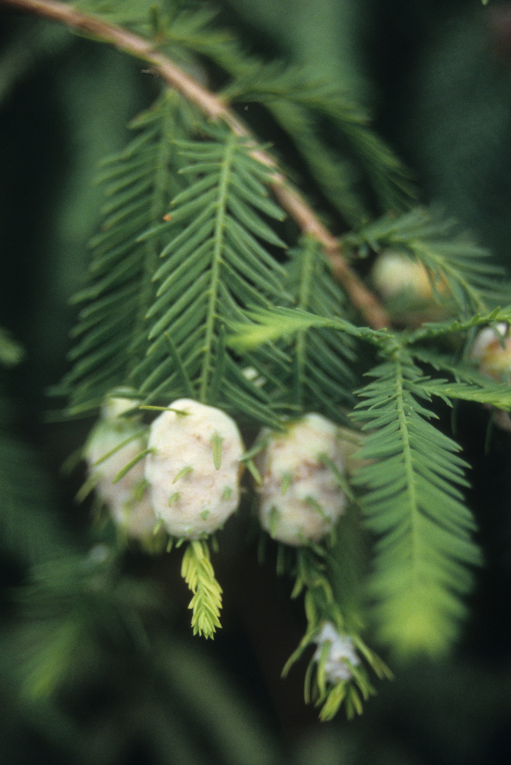 bald cypress galls