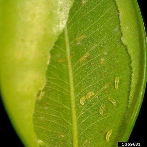 leaf miner maggots (image courtesy of Brian Kunkel, University of Delaware, Bugwood.org)