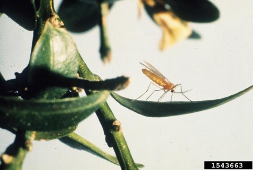 boxwood leaf miner (image courtesy of Jim Baker, North Carolina State University, Bugwood.org)