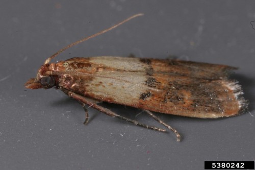 Indian meal moth