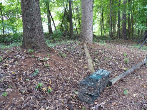 armadillo (photo courtesy of David Funderburk)