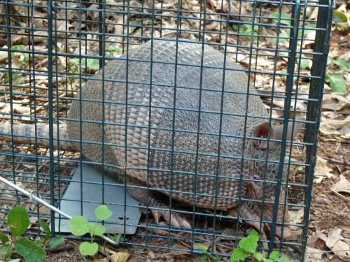 armadillo