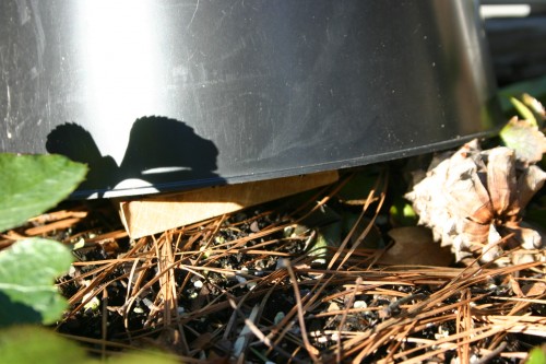 vole trap under pot