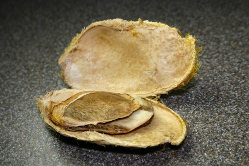 mango seed