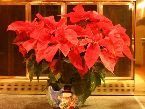 poinsettia