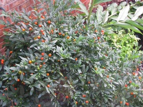 Jerusalem cherry