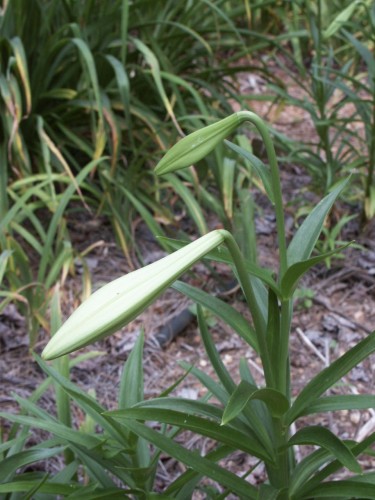 Easter lily bud