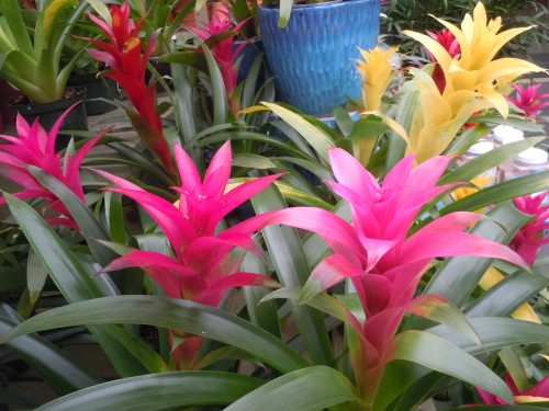 bromeliads