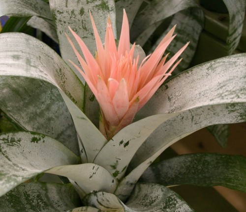 bromeliad 3