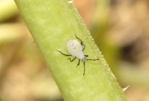 squash bug nymph