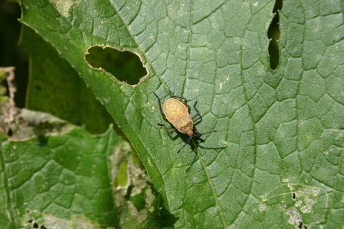 squash bug young