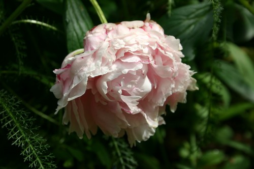 peony flower