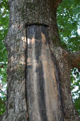 scored bark after lightning strike