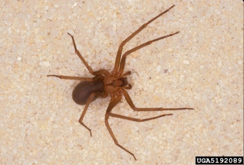 brown recluse