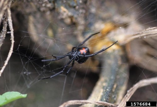 black widow female