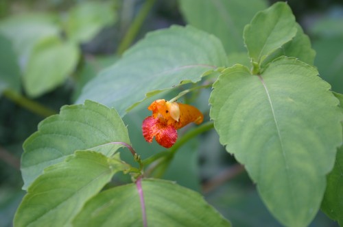 jewelweed