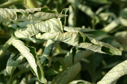 tomato leaf curl