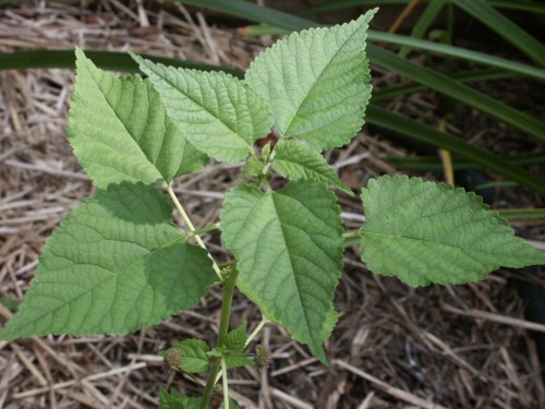 mulberry weed