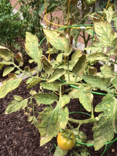 spider mites on tomato