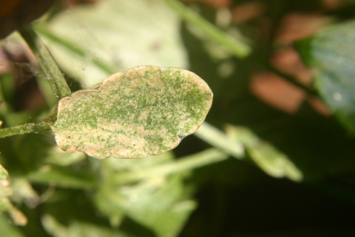 spider mites 3