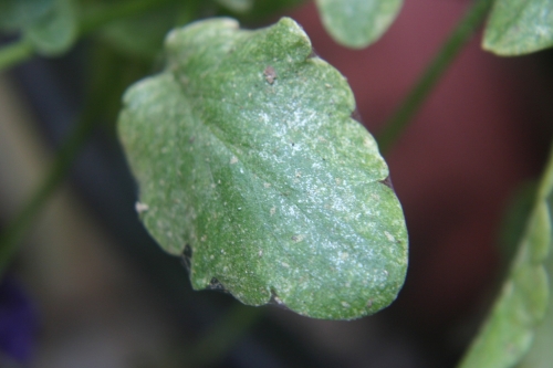 spider mites 1