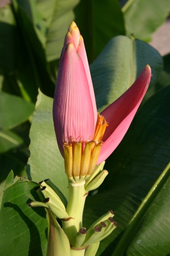 ornamental banana