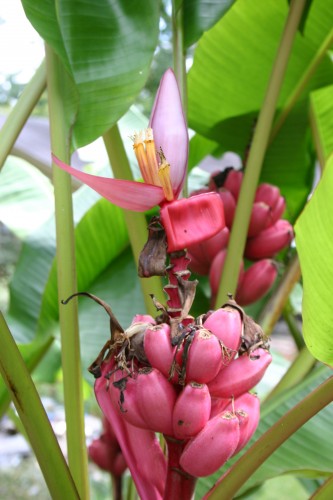 ornamental banana