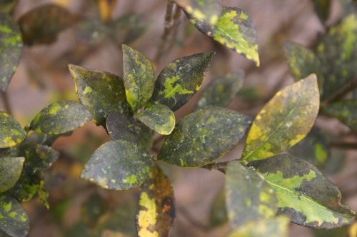 gardenia whitefly