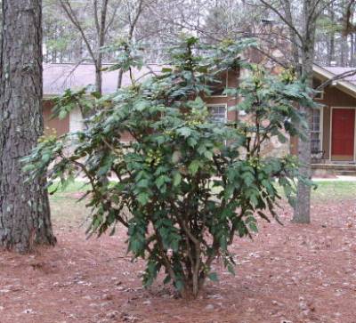 mahonia bush