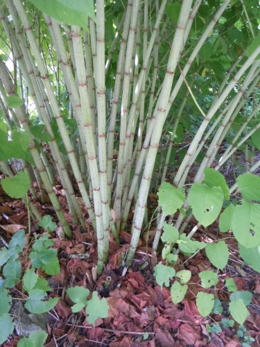 polygonum cuspidatum 1